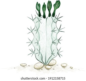 Illustration Hand Drawn Sketch of Stenocereus Cactus with Flowers. A Succulent Plants with Sharp Thorns for Garden Decoration.
