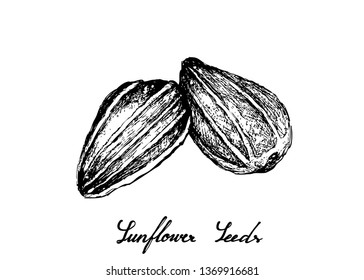 Illustration of Hand Drawn Sketch Sunflower Seeds Isolated on A White Background.
