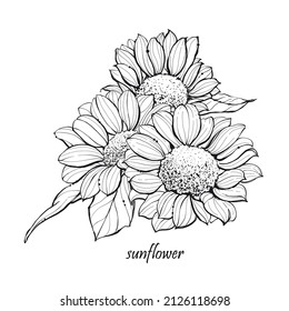 Illustration hand drawn sketch Sunflower, on white background, outline monochrome ink style for artwork, logo, packaging vector eps10.