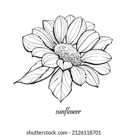 Illustration hand drawn sketch Sunflower, on white background, outline monochrome ink style for artwork, logo, packaging vector eps10.