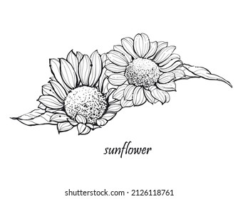 Illustration hand drawn sketch Sunflower, on white background, outline monochrome ink style for artwork, logo, packaging vector eps10.