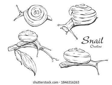 Illustration hand drawn, Snail outline monochrome eps10.
