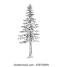 illustration with hand drawn spruce tree isolated on white background