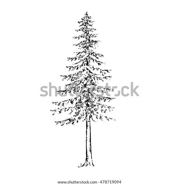 Illustration Hand Drawn Spruce Tree Isolated Stock Vector (Royalty Free ...