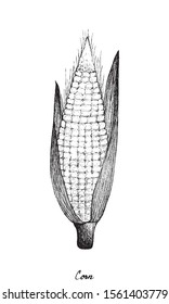 Illustration Hand Drawn of Sweet Corn or Maize with Husk and Silk. Symbolic Plant to Show The Signs of Autumn Season. 