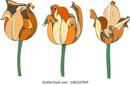 Illustration of Hand Drawn Tulips. Vector Template.