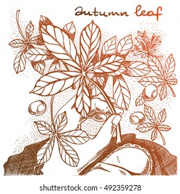 Illustration with hand holding a chestnut leaf