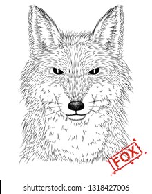 illustration of hand-drawn pen and ink black on white background character  a fox head.