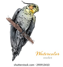 illustration of a hand-drawn sketch graphically parrot watercolor fill