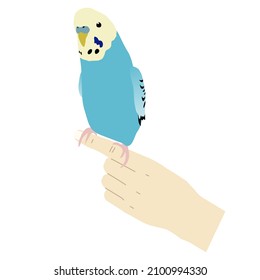 Illustration of a hand-riding blue budgerigar (white background, vector, cut out)