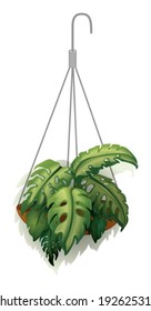 Illustration of a hanging plant on a white background