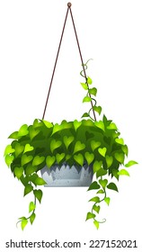 Illustration of a hanging plant on a white background  