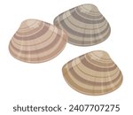 Illustration of hard shell clam