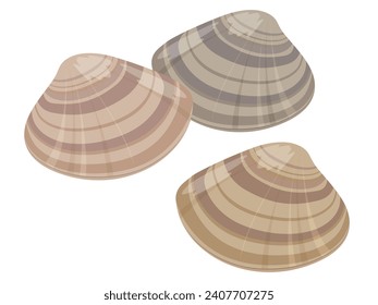 https://image.shutterstock.com/image-vector/illustration-hard-shell-clam-260nw-2407707275.jpg