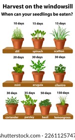 Illustration of the harvest on the windowsill and when your seedlings can be eaten with dill and parsley