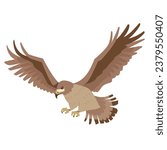 Illustration of hawk flying with wings spread, Vector illustration
