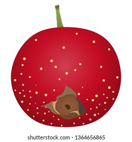 Illustration of the hawthorn