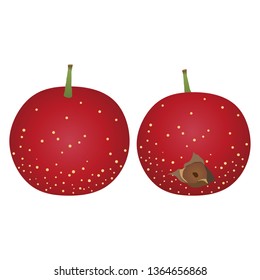 Illustration of the hawthorn