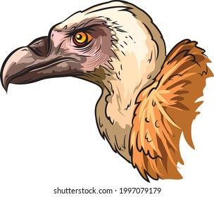 Illustration of the he griffon vulture (Gyps fulvus) head.