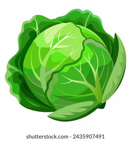 illustration of a head of cabbage made in the style of vector graphics