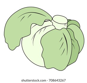 Illustration of a head of cabbage on a white background