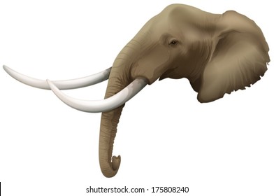 Illustration of a head of an elephant on a white background