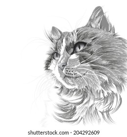 Illustration head of a grey cat