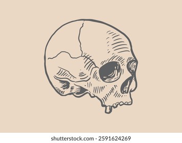 Illustration of an Head Skull Engraving