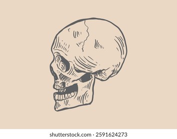 Illustration of an Head Skull Engraving