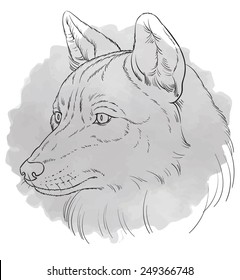 illustration head of wolf in realistic style - vector illustration