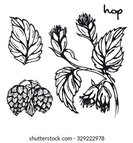 Illustration of healing herbs. Hop black and white vector isolated. Sketch hop medicinal plant. Hand drawn illustration for print, decoration, image, design, label 