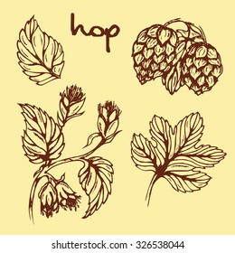 Illustration of healing herbs. Hop vector isolated. Hand drawn hop medical plant. Hand drawn illustration for print, decoration, image, design, label 