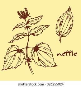 Illustration of healing herbs. Nettle vector isolated. Hand drawn nettle medical plant. Hand drawn illustration for print, decoration, image, design, label 