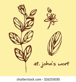 Illustration of healing herbs. St. John`s wort vector isolated. Hand drawn medical plant. Hand drawn illustration for print, decoration, image, design, label 