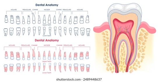 illustration of Healthcare and Medical education background  of Human teeth for Science Biology study