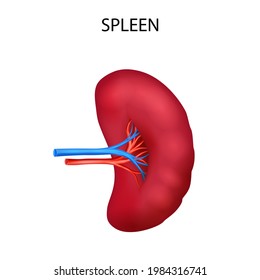 illustration of Healthcare and Medical education drawing chart of Human Spleen for Science Biology study