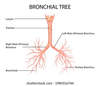 illustration of Healthcare and Medical education drawing chart of Human Bronchial Tree of Lungs for Science Biology study