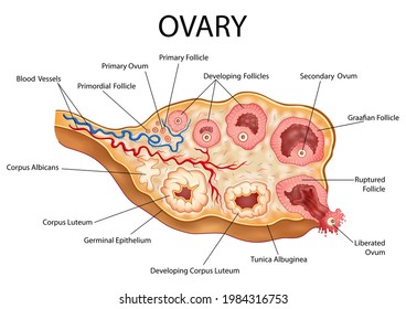 illustration of Healthcare and Medical education drawing chart of Human Female Ovary showing Follicle development stage and Ovulation for Science Biology study