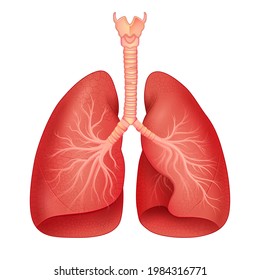 illustration of Healthcare and Medical education drawing chart of Human Lungs for Science Biology study