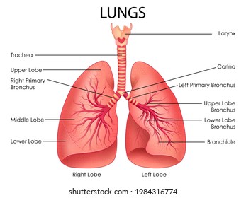illustration of Healthcare and Medical education drawing chart of Human Lungs for Science Biology study