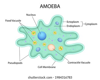 illustration of Healthcare and Medical education drawing chart of Amoeba for Science Biology study