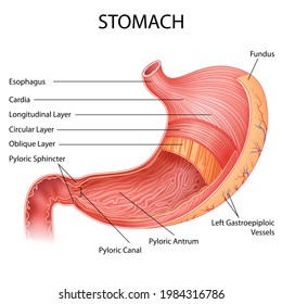 illustration of Healthcare and Medical education drawing chart of Human Stomach for Science Biology study