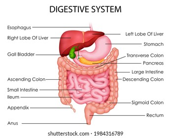 illustration of Healthcare and Medical education drawing chart of Human Digestive System for Science Biology study