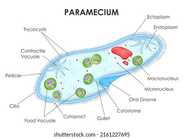 illustration of Healthcare and Medical education drawing chart of Paramecium anatomy for Science Biology study