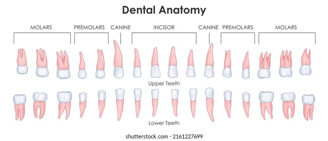 illustration of Healthcare and Medical education drawing chart of Human Dental anatomy for Science Biology study