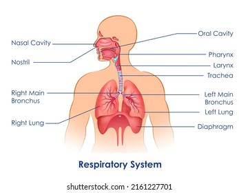 ilustración de la educación sanitaria y médica gráfico de dibujo del estudio del Sistema Respiratorio Humano para la Biología Científica