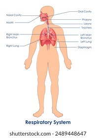 Ilustración del cuadro de dibujo de la educación médica y sanitaria del sistema respiratorio humano para el estudio de la biología de la Ciencia