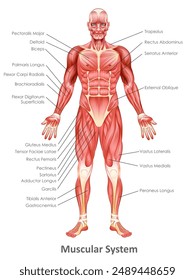 Ilustración del cuadro de dibujo de la educación médica y sanitaria de la anatomía del sistema mascular humano para el estudio de la biología de la Ciencia