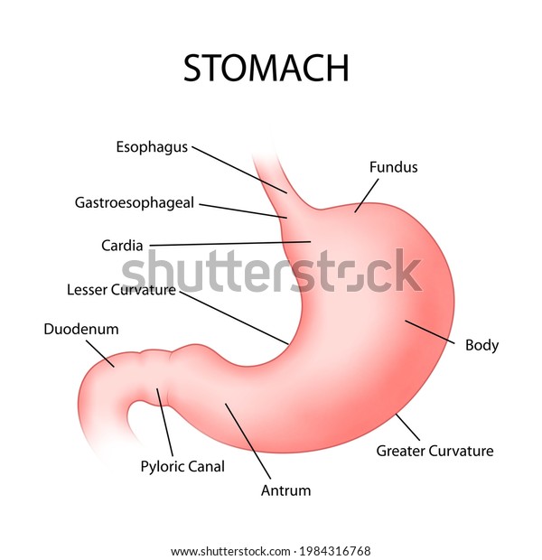 Illustration Healthcare Medical Education Drawing Chart Stock Vector ...