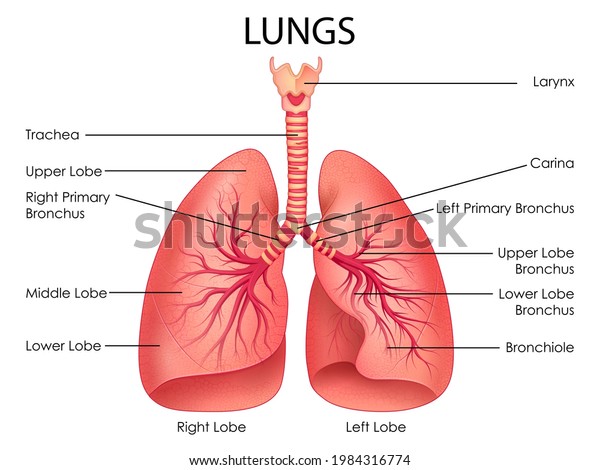 illustration of Healthcare and\
Medical education drawing chart of Human Lungs for Science Biology\
study